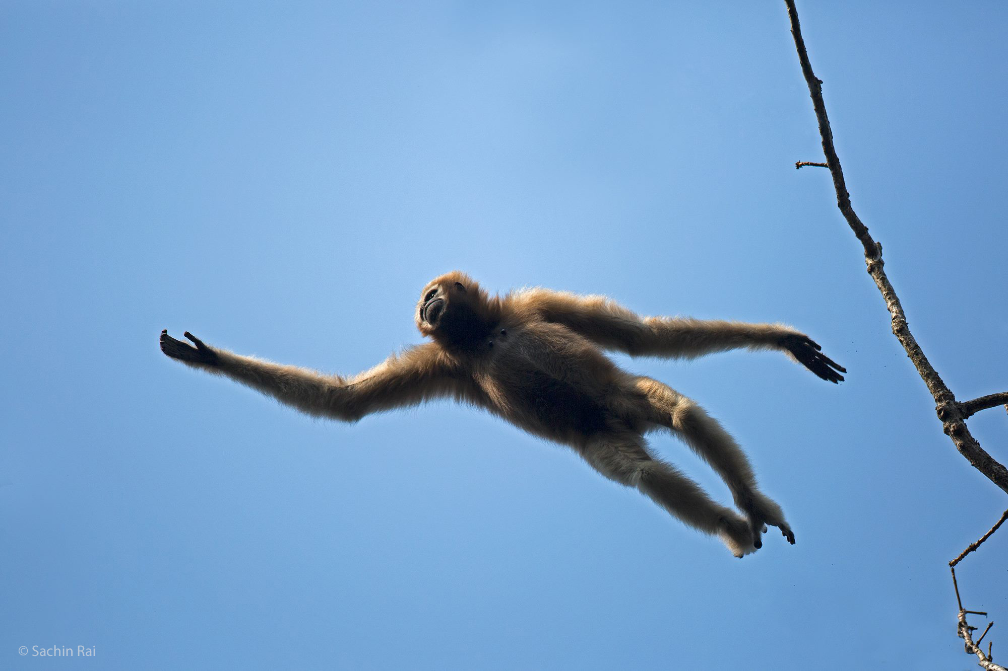 Toehold Animal of the Week: Hoolock Gibbon, Assam, India