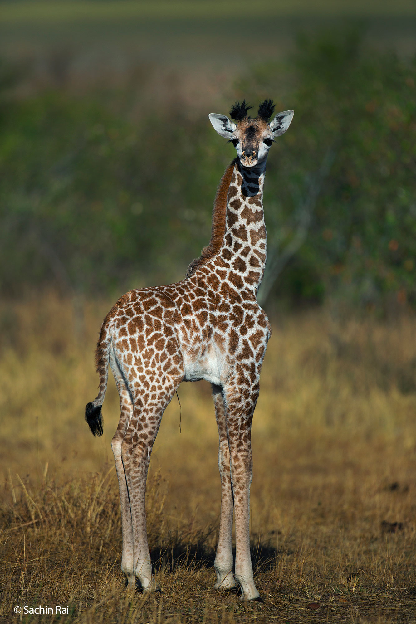 giraffe young sachin rai 1 2022
