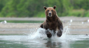 Brown Bear - Kamchatka