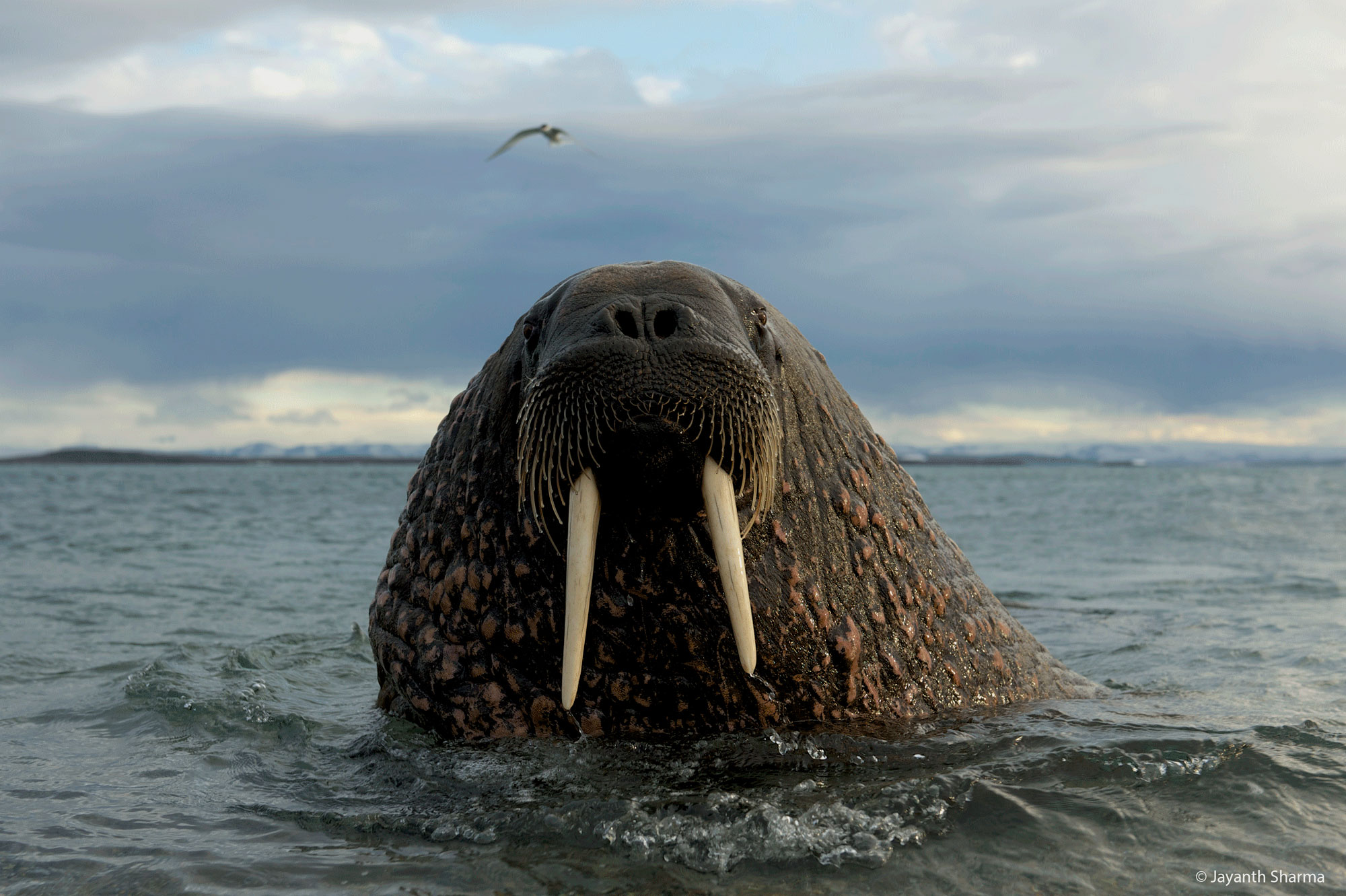Walrus, Svalbard, Norway: Wildlife of the Arctic