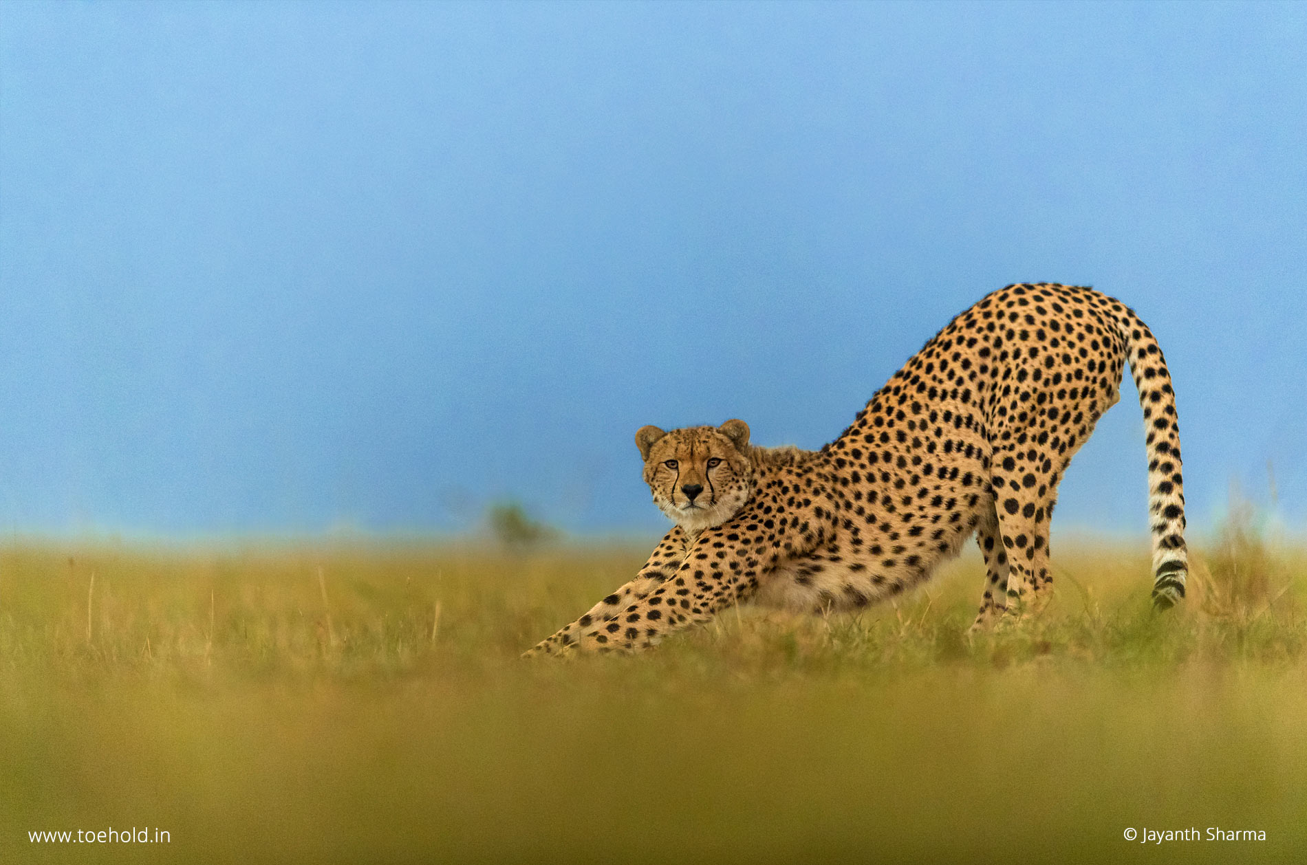 cheetah stretch mara 2022