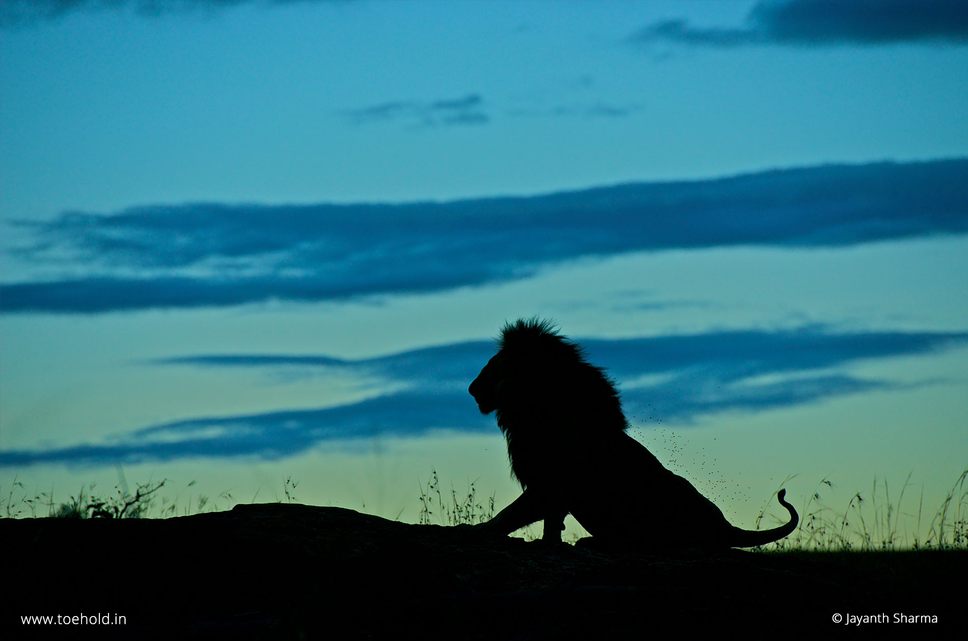 lion silhouette mara 2023