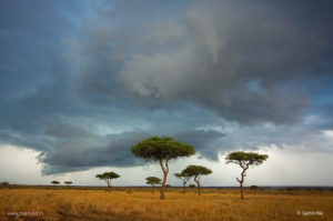 Masai Mara Scape