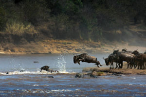 wildebeest jump masai mara sachin rai 2022