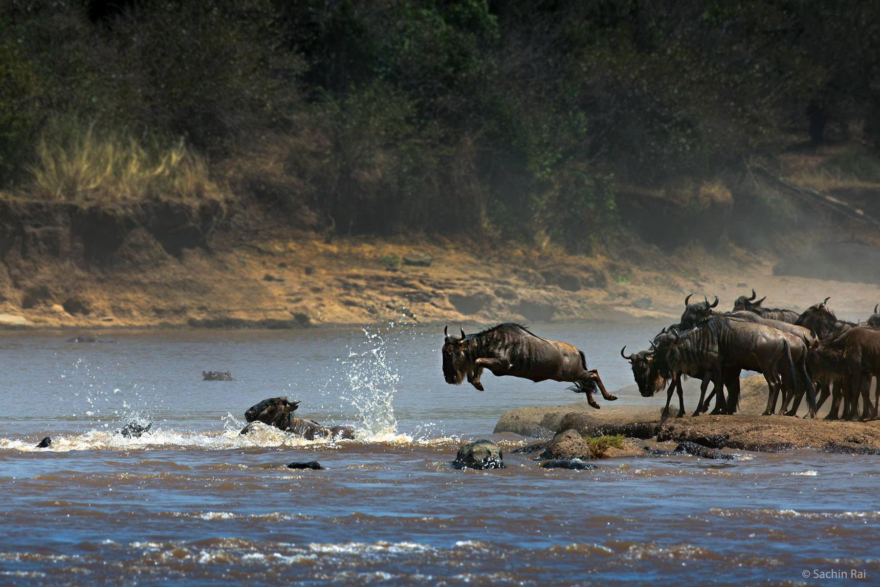 Wildebeest Jump in Masai Mara, Kenya. By Sachin Rai.