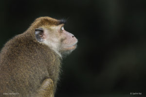 Crab-eating Macaque, Borneo