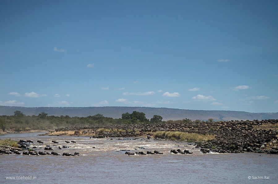 great migration river crossing masai mara 2022