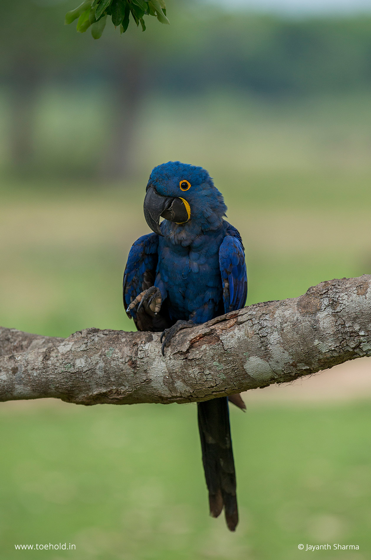 Hyacinth Macaw, Pantanal, Brazil - South American Wildlife