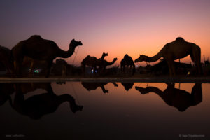 Pushkar Camels Silhouette on Toehold Tour, by Rajiv Shyamsundar