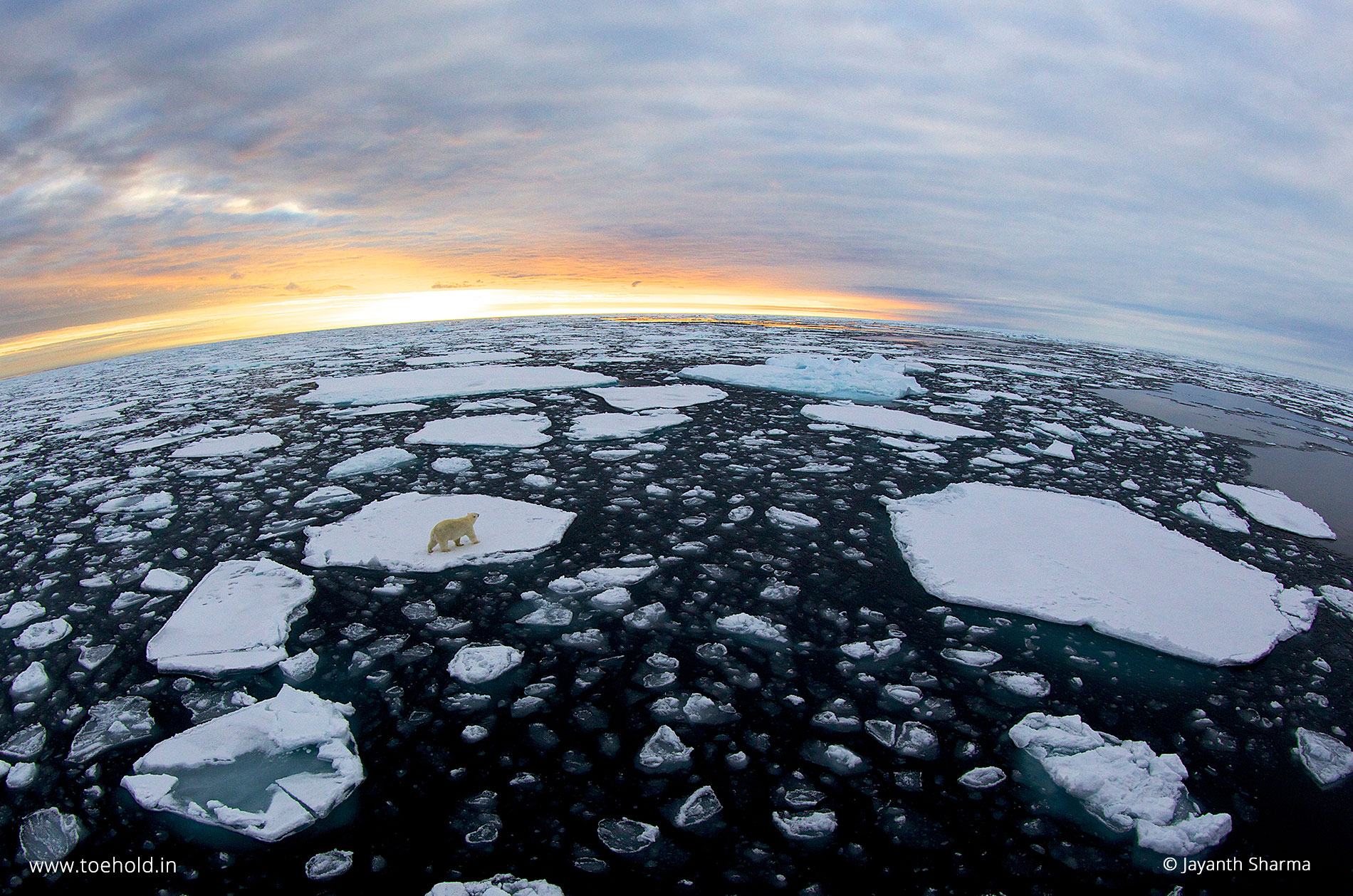 polar bear landscape svalbard 2023