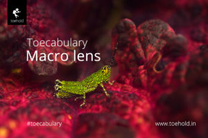 Toecabulary - Macro lens