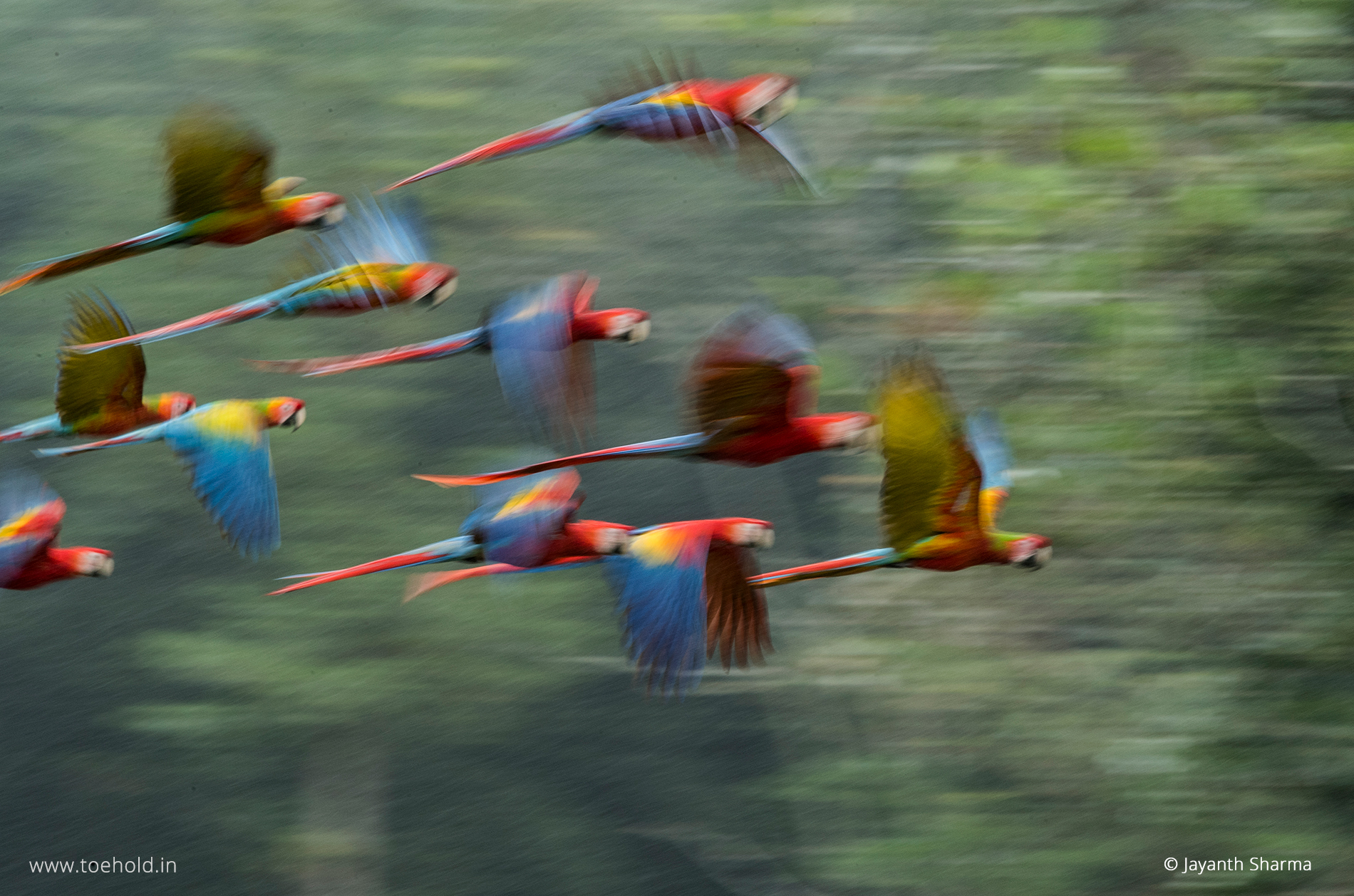 grp scarlet macaw panning costa rica 2022