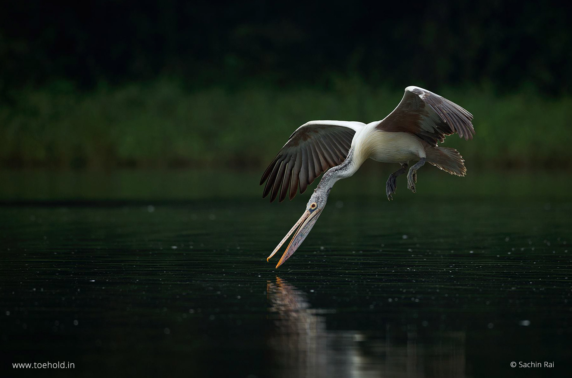 pelican skim water ranganathittu 2022