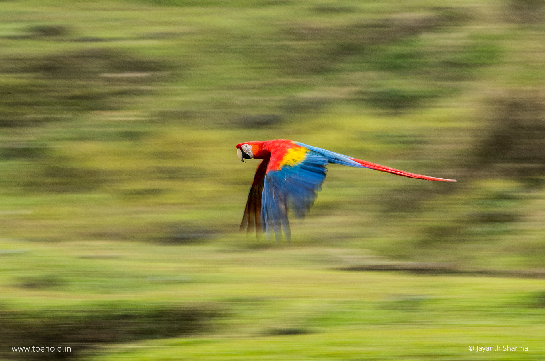 scarlet macaw panning costa rica 2023