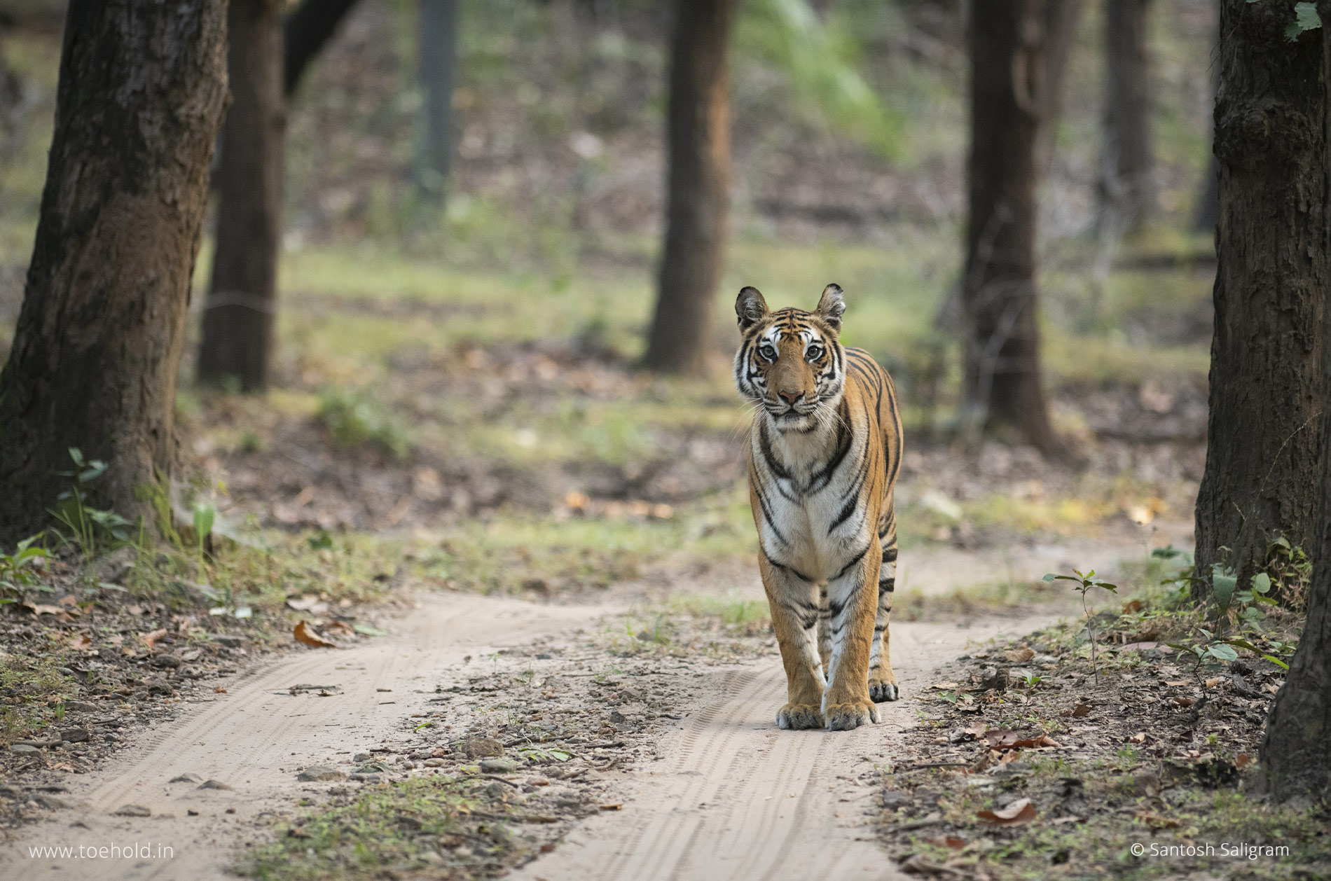 Bandhavgarh tiger Spotty