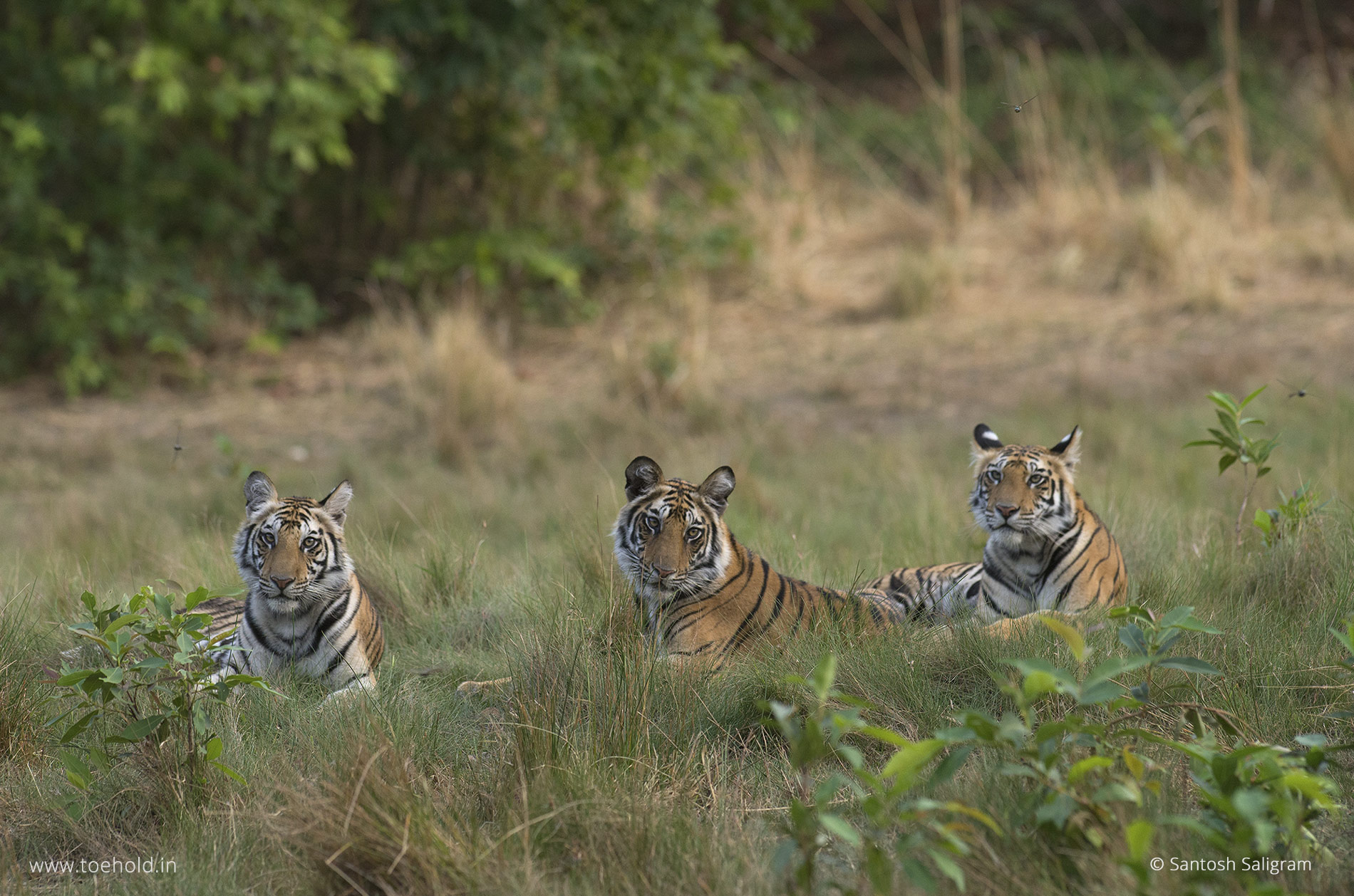 Spotty tiger litter, Bandhavgarh
