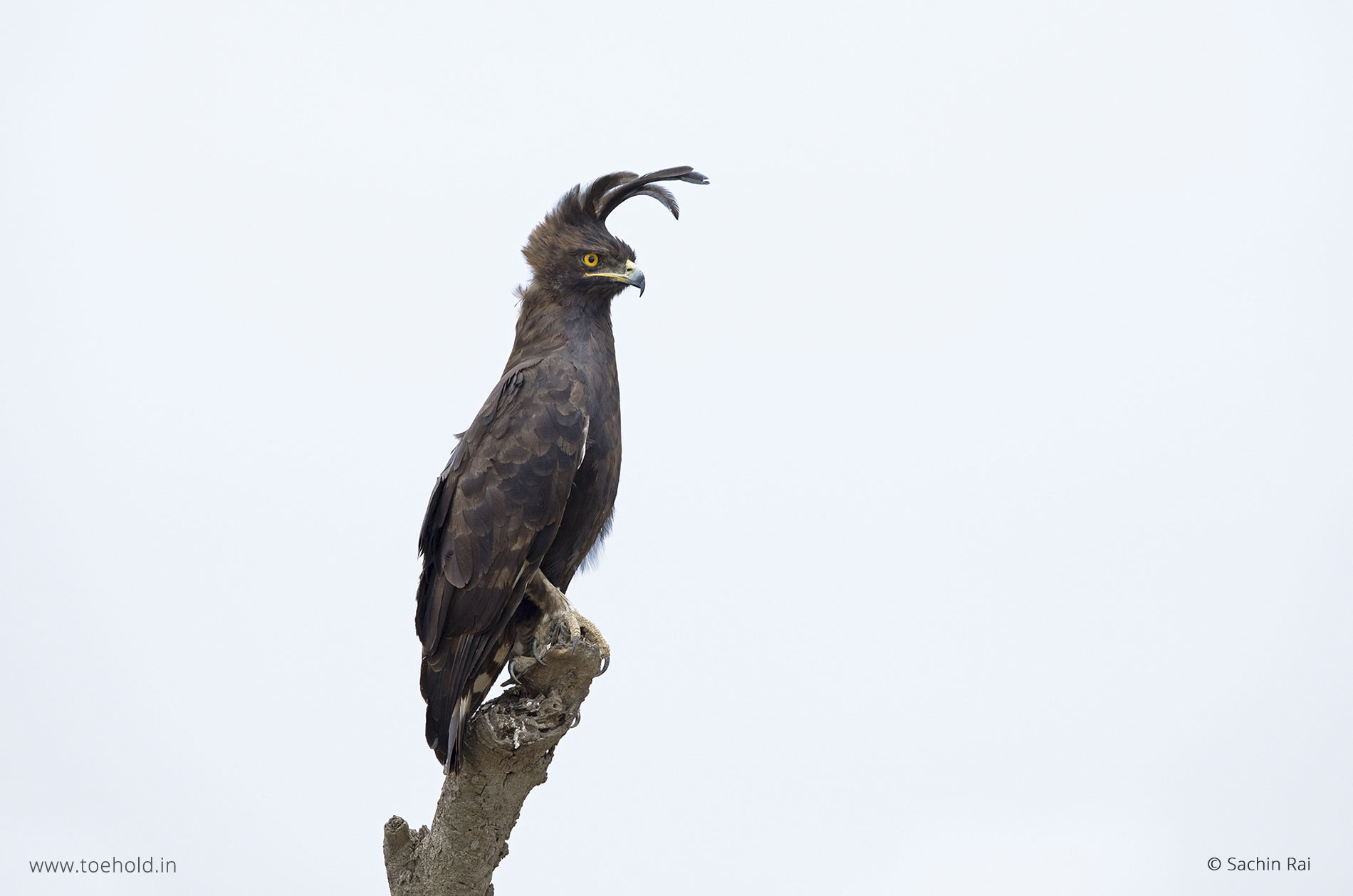 long crested eagle tanzania 2022