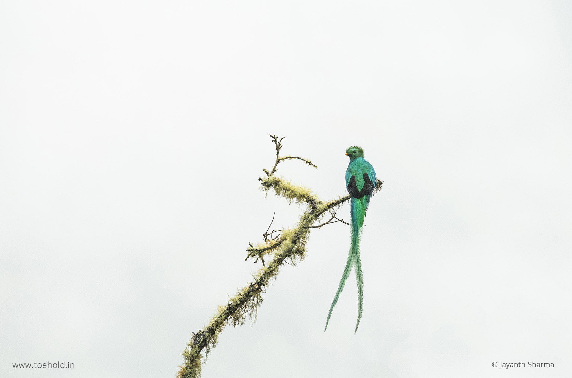 resplendent quetzal 2023