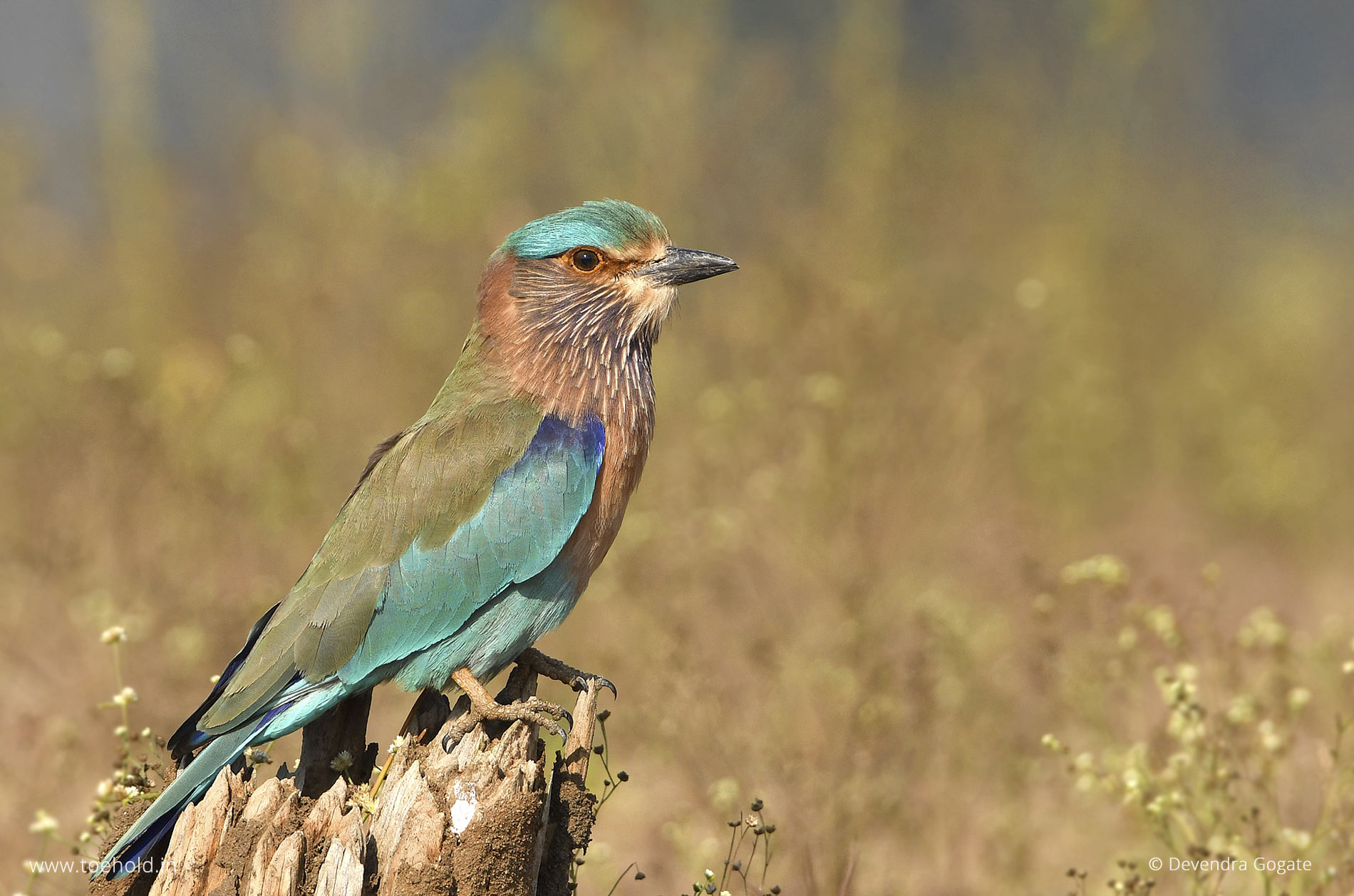 indian roller pench 2023