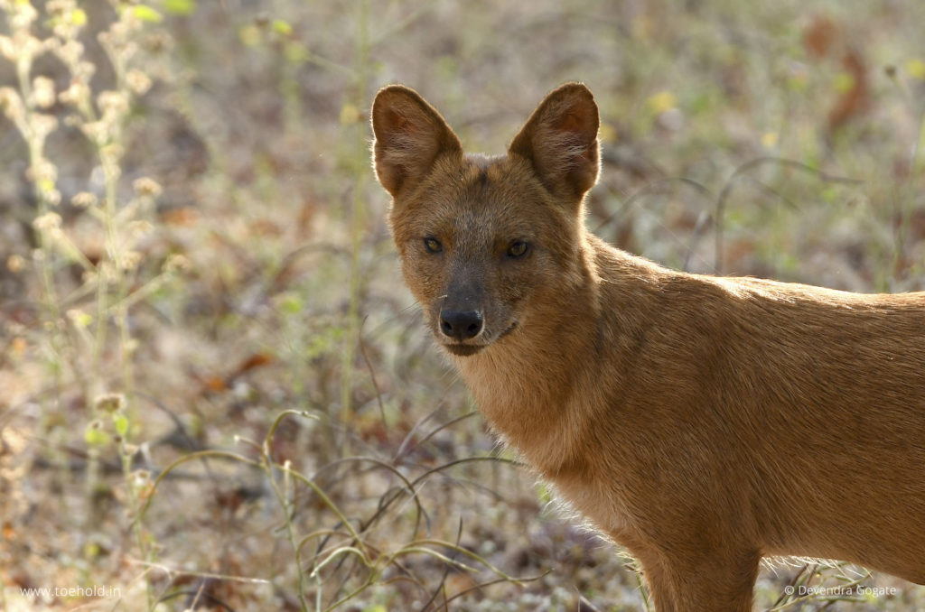Indian wild dog, Pench