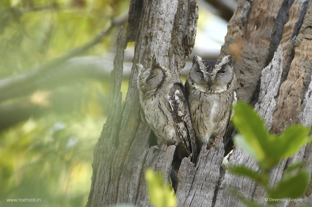 Owls camouflaged, Pench