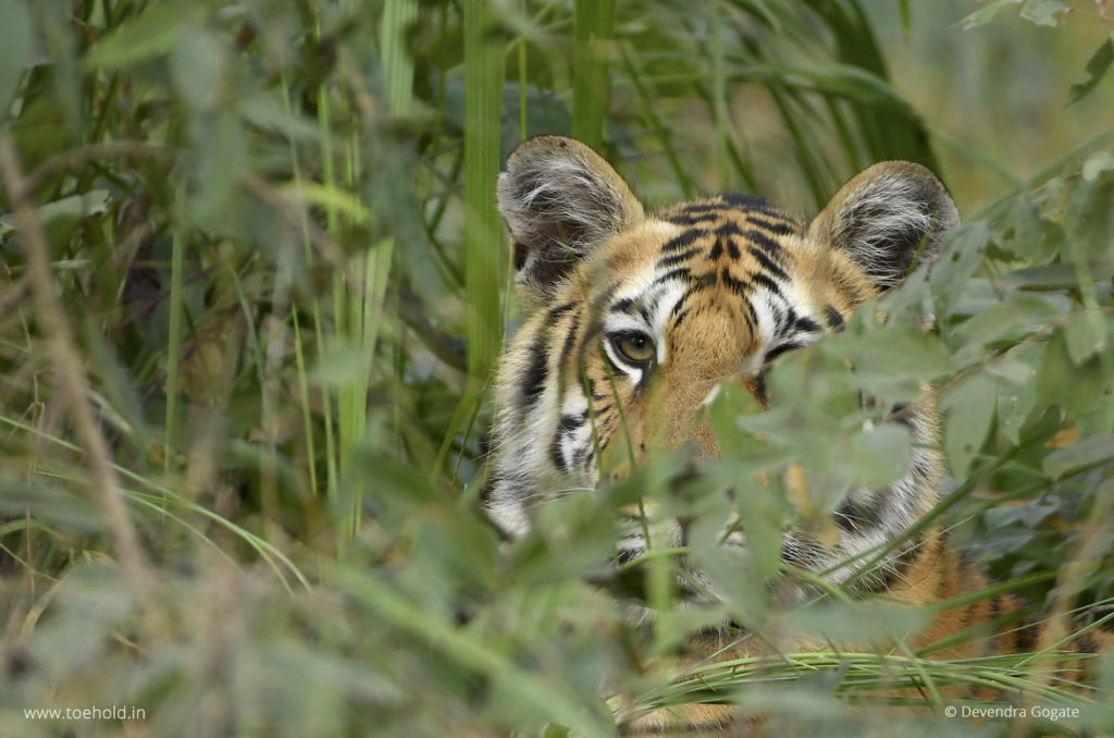 Tiger behind the thickets, Pench
