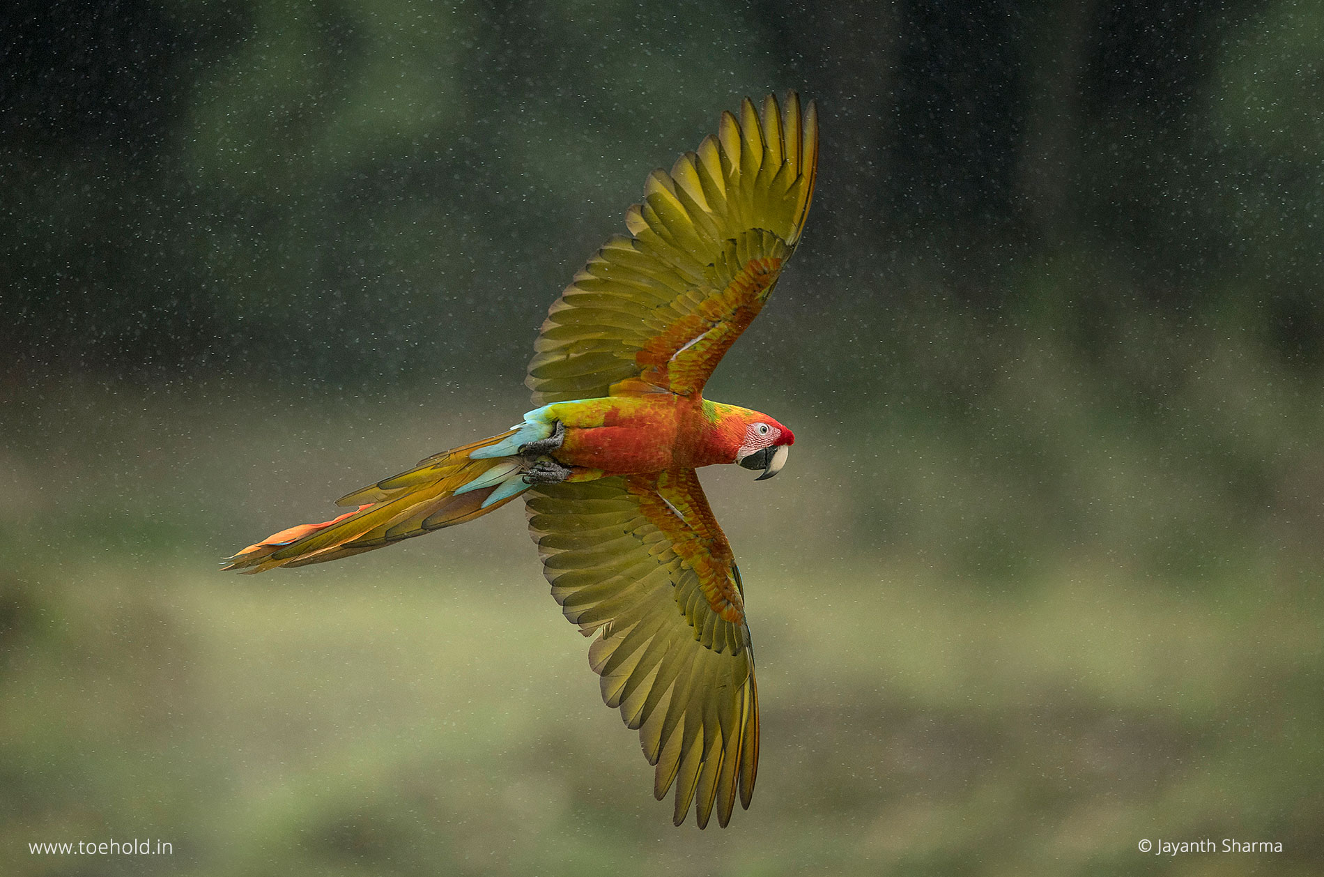 scarlet macaw costa rica 2023