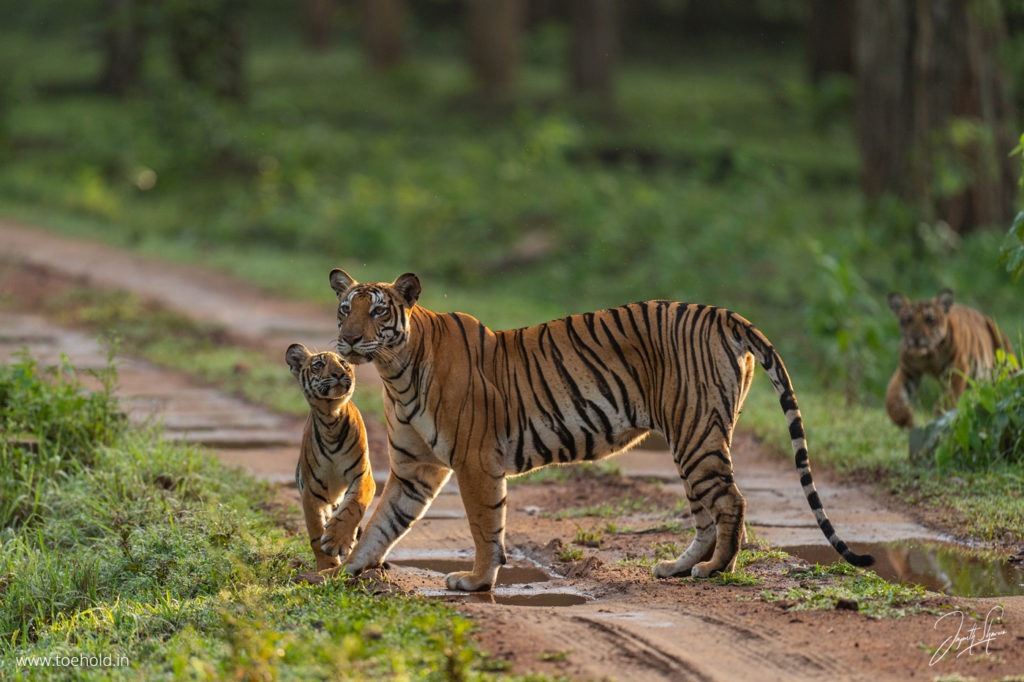 tiger cub kabini backlight 2023