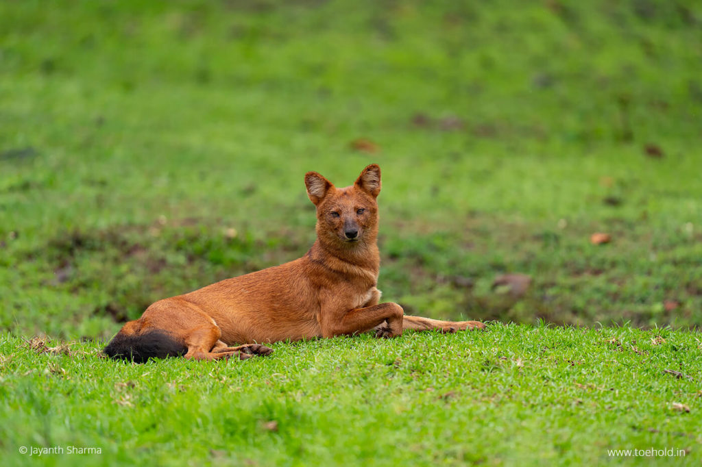 Dholes in Kabini are sighted throught the year