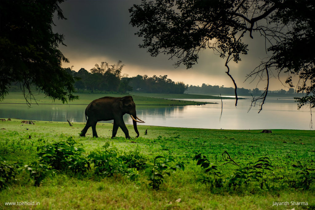 Elephant in Monsoon