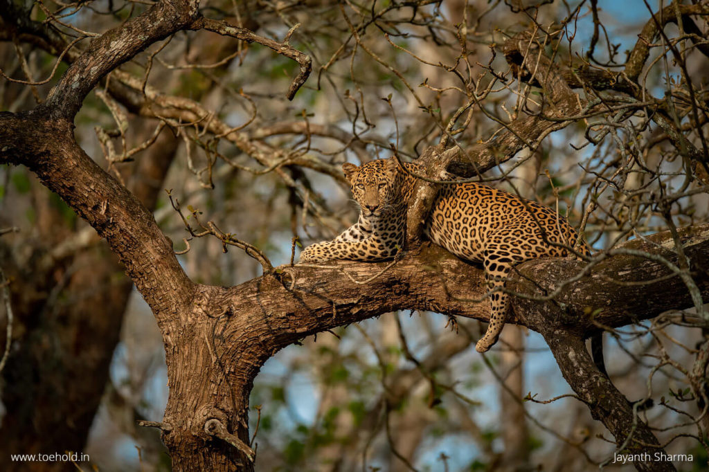 Kabini Leopard