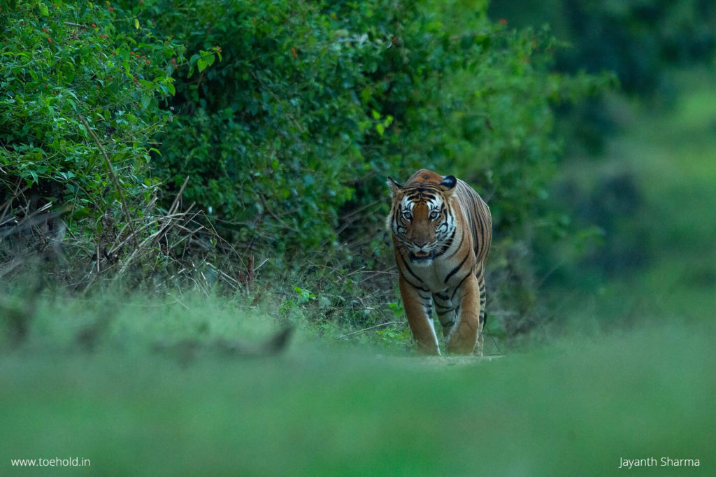 Tigers - important wildlife of kabini