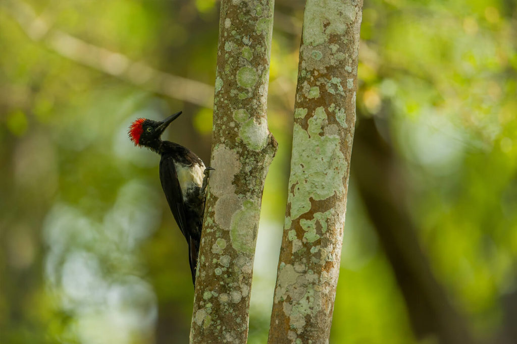 white-bellied woodpecker