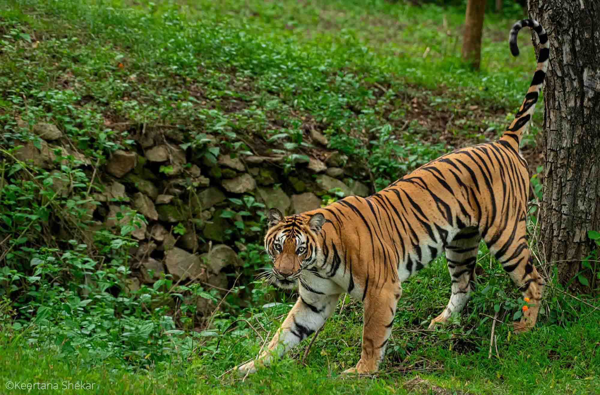 Tiger, Kabini