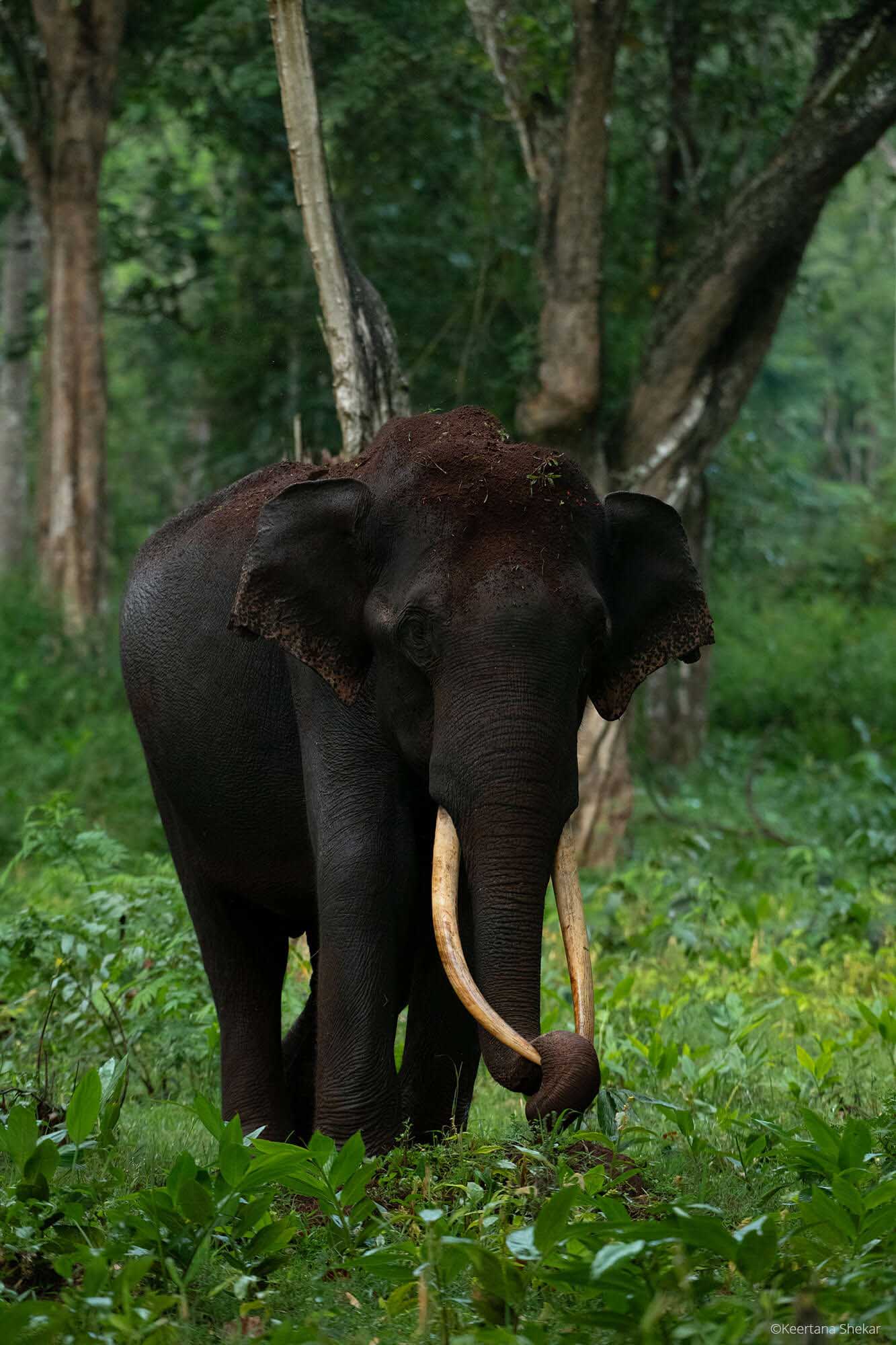 Elephant, Kabini