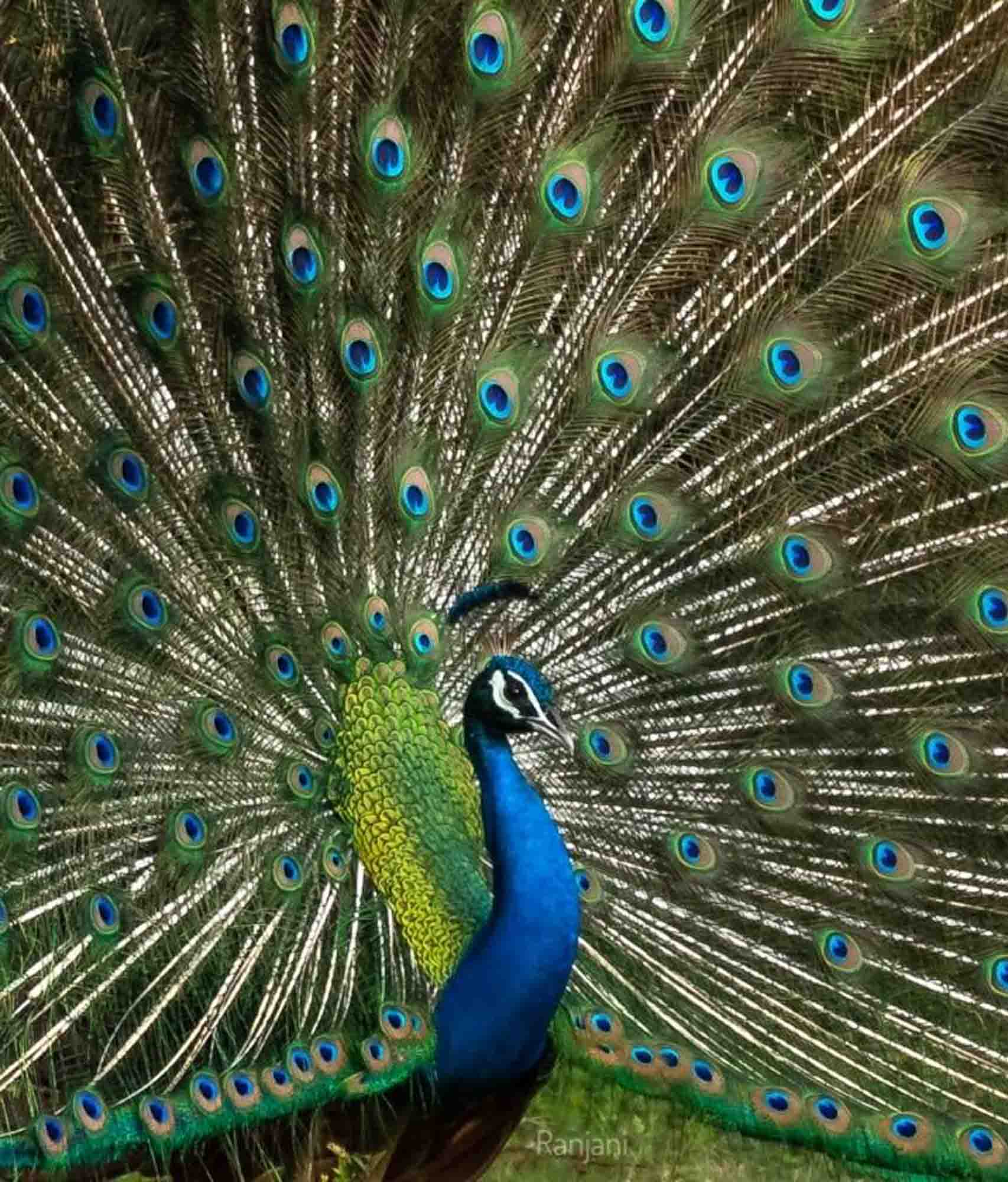 Peacock, Kabini