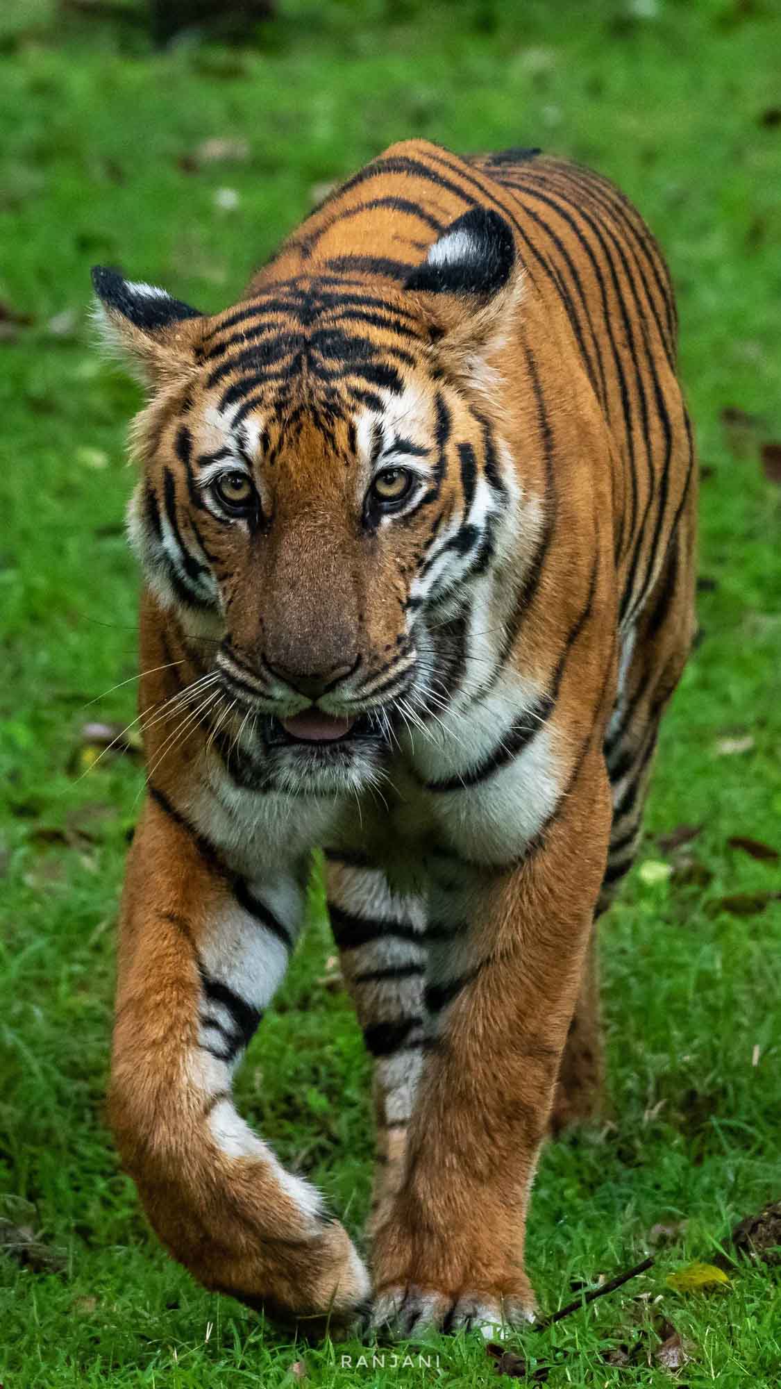 Tiger, Kabini