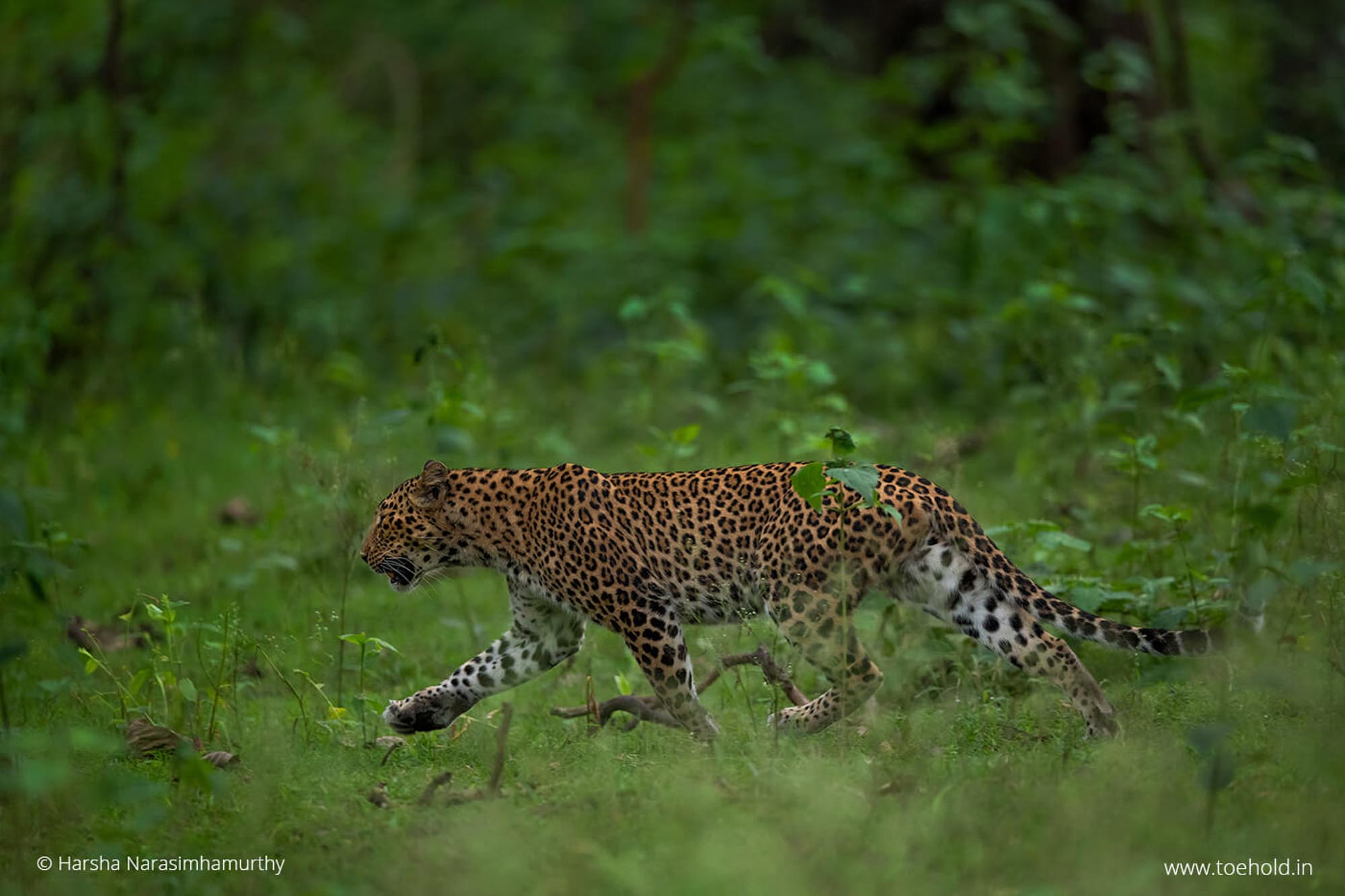 Leopard, Kabini