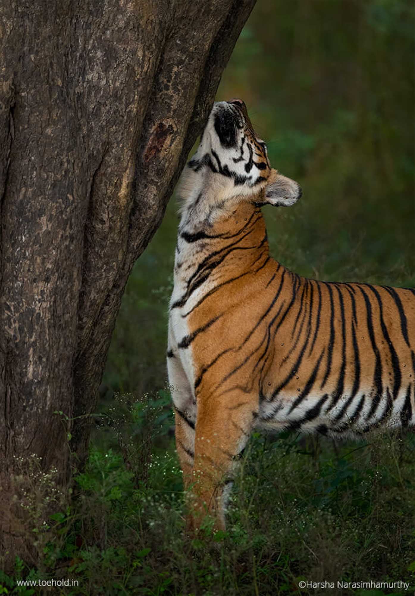 Tiger scent marking