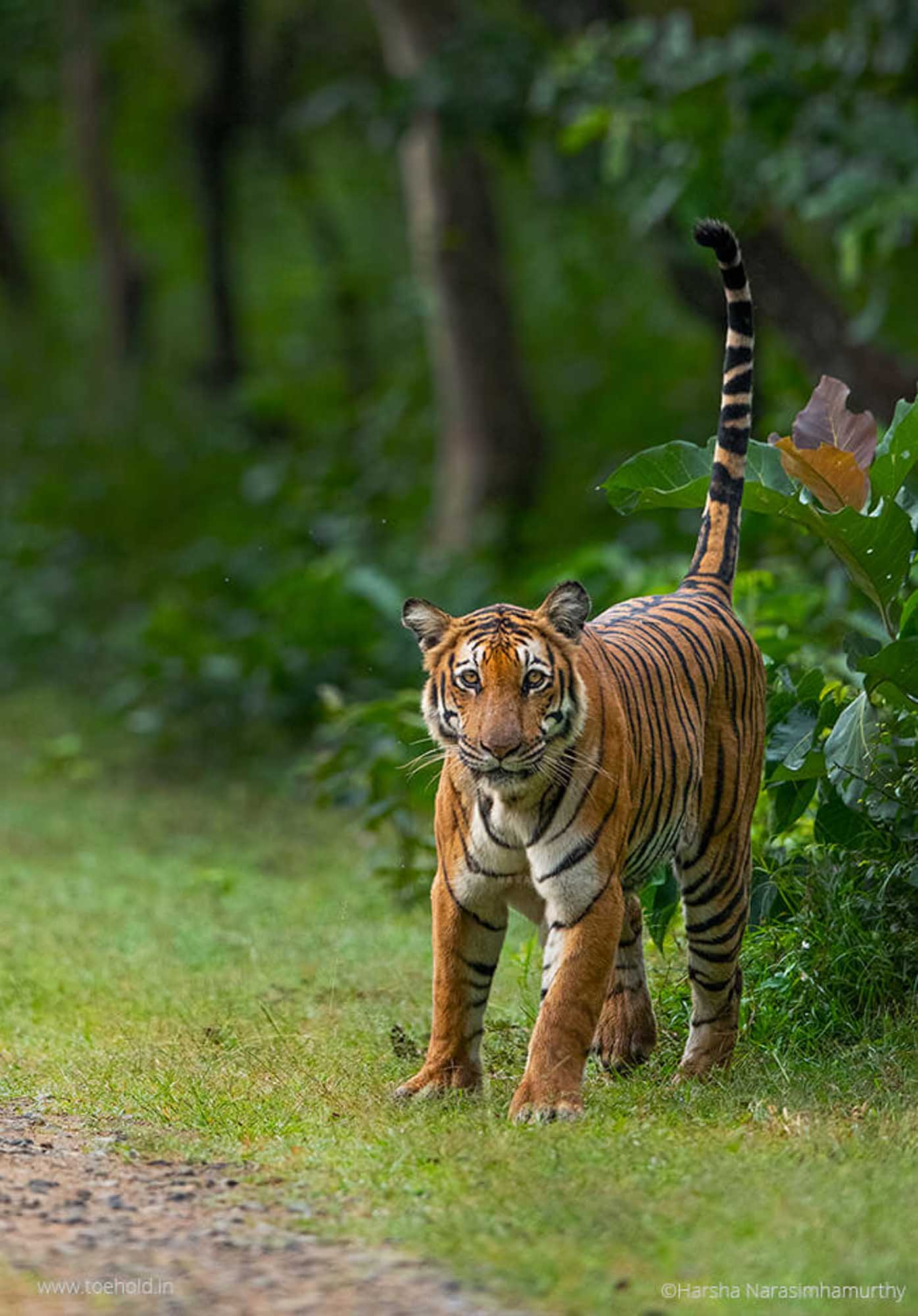 Tiger marking