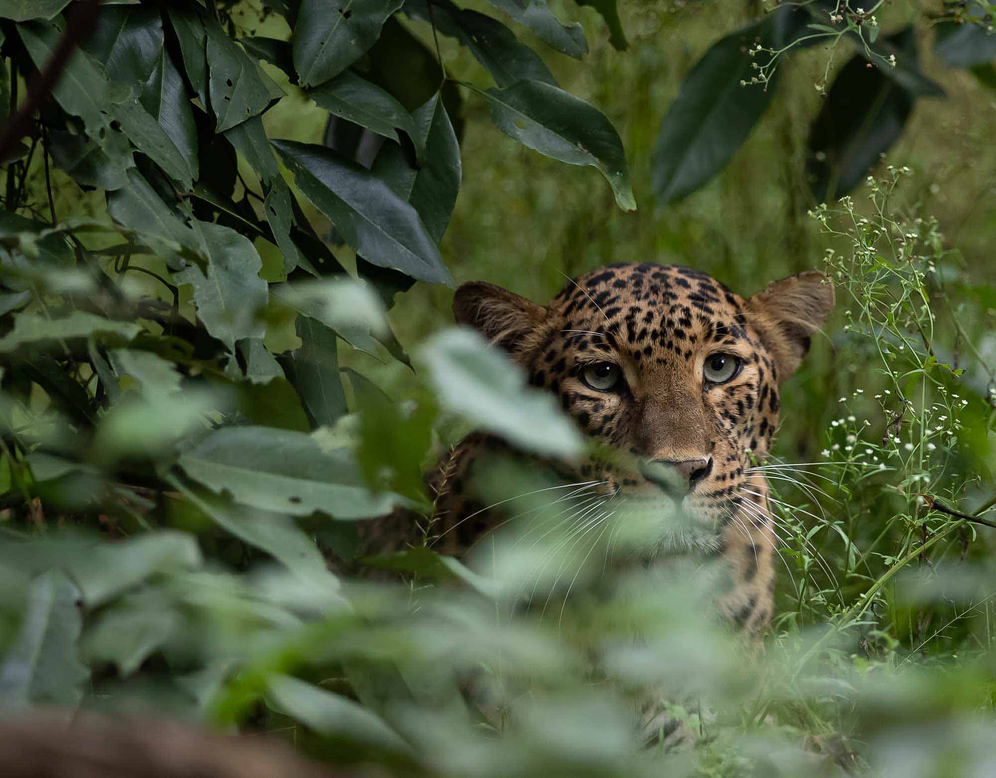 Leopard, Kabini