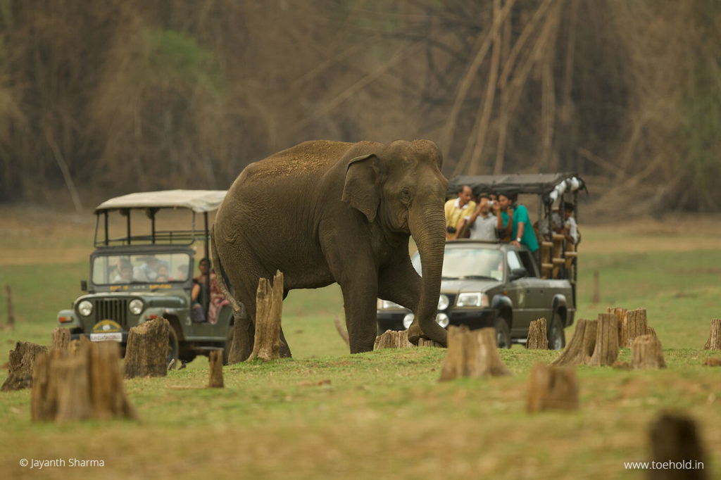 Elephant-jeep-safari