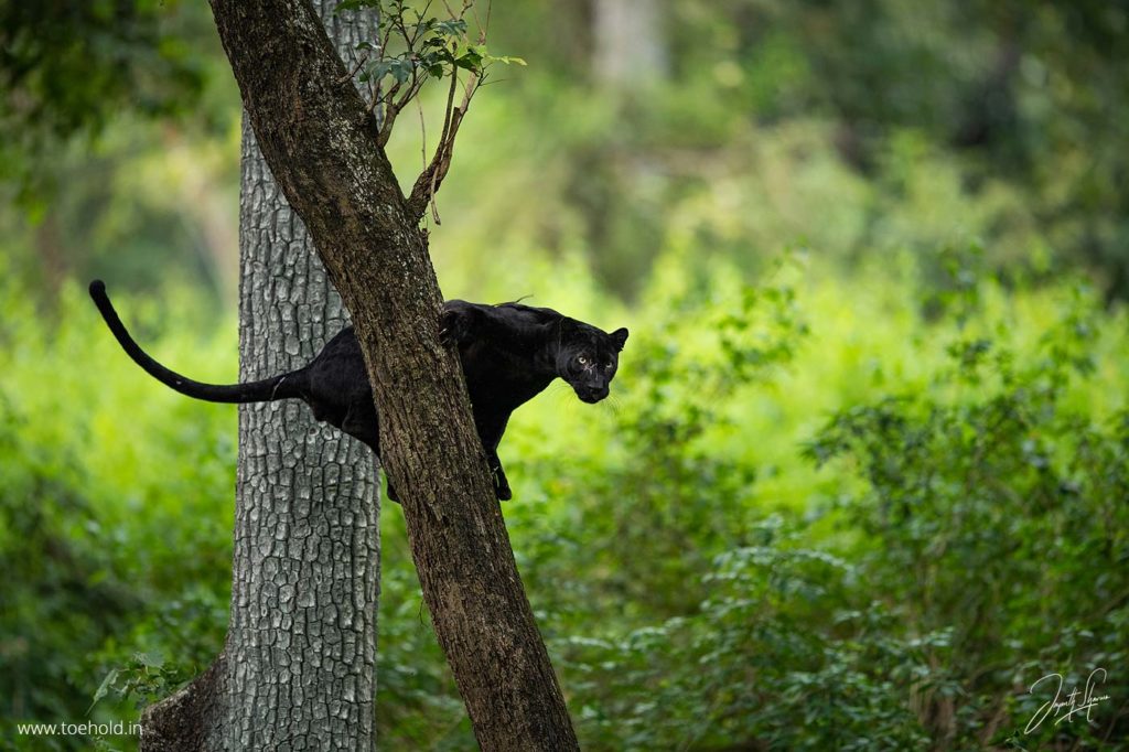 Black panther in Kabini 2022