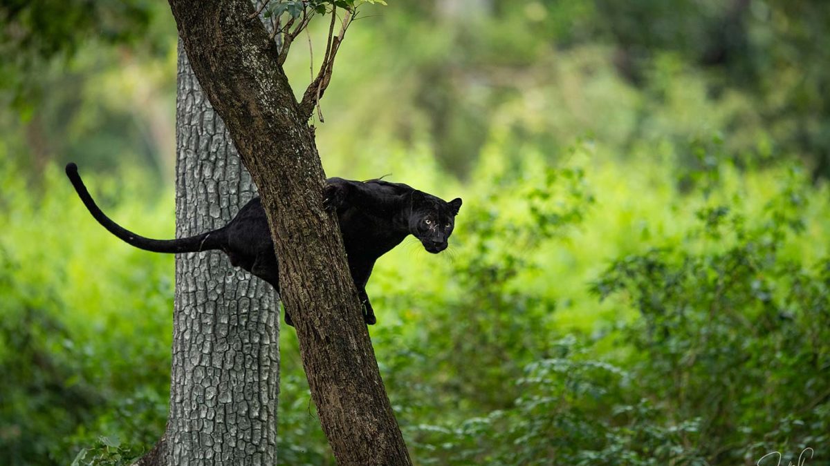 The charming Black Panther in Kabini