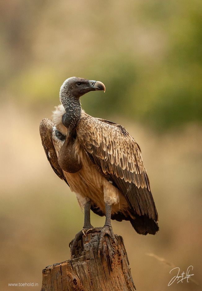 indian vulture 2024
