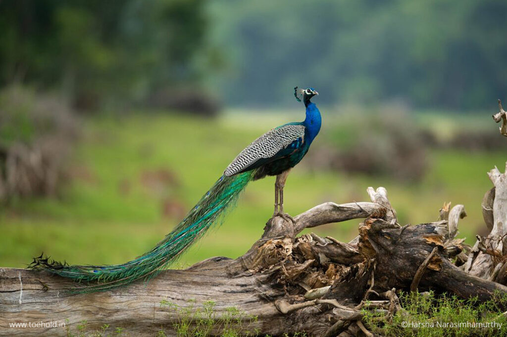 Kabini monson peacock